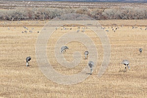 Bosque del Apache New Mexico, Sandhill cranes Antigone canadensis flock feeding in open field, eary morning winter