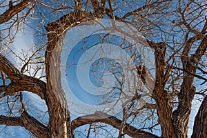 Bosque del Apache New Mexico, trunks and branches of bare cottonwood trees against a bright blue sky in winter