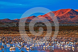 Sunrise at Bosque del Apache photo