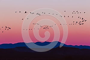 Bosque del Apache Snow Geese Sunrise