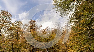 Autumn landscape with colorful trees photo