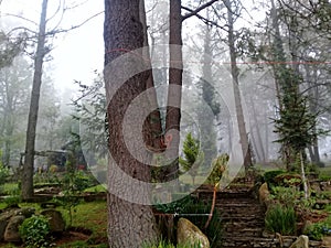 Bosque nublado. Cloudy forest. photo