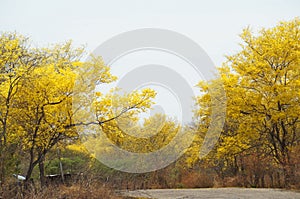 Bosques Venezolanos