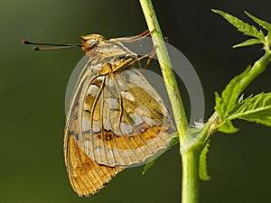 Bosrandparelmoervlinder, High brown Fritillary