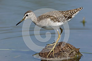 Bosruiter, Wood Sandpiper, Tringa glareola