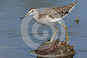 Bosruiter, Wood Sandpiper, Tringa glareola