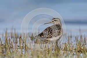 Bosruiter, Wood Sandpiper, Tringa glareola