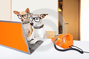 Boss management dogs in office