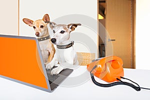 Boss management dogs in office