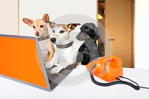 Boss management dogs in office