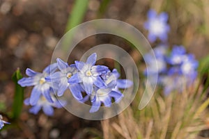 Bossiers glory of the snow or Scilla Luciliae flowers in Zurich in Switzerland