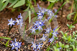 Bossiers glory of the snow or Scilla Luciliae flowers in Zurich in Switzerland