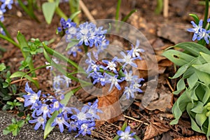 Bossiers glory of the snow or Scilla Luciliae flowers in Zurich in Switzerland