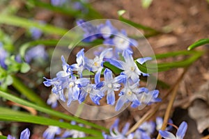 Bossiers glory of the snow or Scilla Luciliae flowers in Zurich in Switzerland