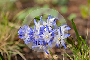 Bossiers glory of the snow or Scilla Luciliae flowers in Zurich in Switzerland