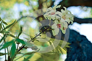 Bossom of white flowers on the tree