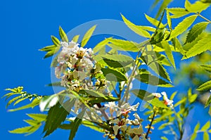 Bossom of white flowers on the tree