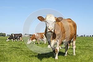 Bossy funny cow is walking in a field, red pied with pink nose and approaching