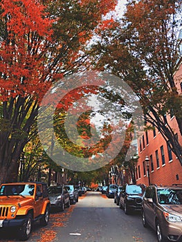 Boston beacon area alley with brick red buildings and trees on both sides