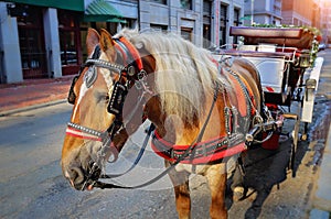 Boston Carriage horse ride in Bostom Harbor