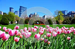Boston city from tulips garden