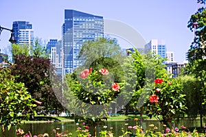 Boston Common park gardens and skyline