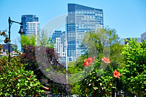 Boston Common park gardens and skyline