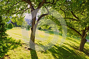 Boston Common public garden tree Massachusetts photo