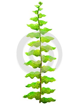 Boston fern bostoniensis aurea tropical floral flower leaf green natural nature garden plant foliage watercolor painting tree