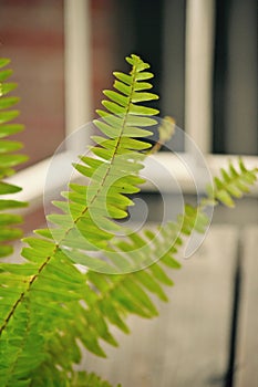 Boston fern house plant sitting on wood porch deck