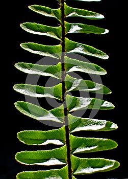 Boston fern leaf