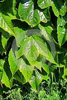 Boston Ivy also known as Parthenocissus tricuspidata