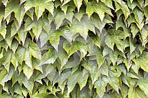 Boston Ivy Climbing Vines Background