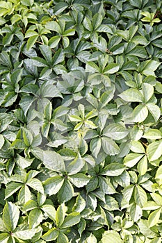 Boston ivy close-up