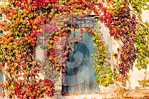 Boston ivy and old door