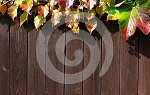 Boston ivy, Parthenocissus tricuspidata, Leaves colorful wood fence board background