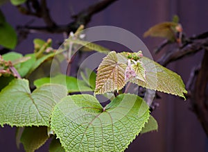 Boston ivy Parthenocissus tricuspidata young vine leaves