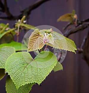 Boston ivy Parthenocissus tricuspidata young vine leaves