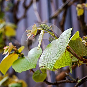 Boston ivy Parthenocissus tricuspidata young vine leaves