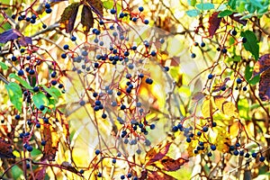 Boston ivy at sunset autumn background