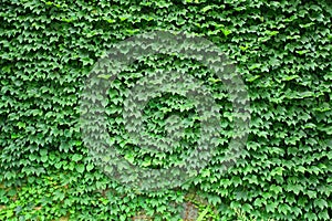 Boston ivy texture photo