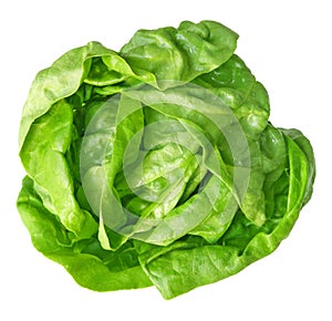 Boston Lettuce photo