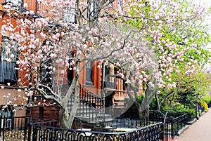 BOSTON MAGNOLIAS IN BACK BAY IN THE SPRING