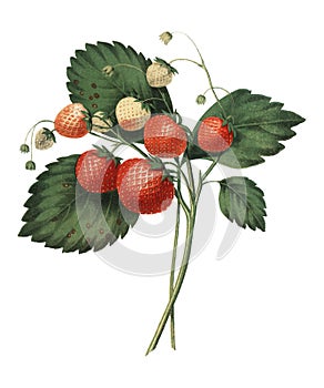 The Boston Pine Strawberry 1852 by Charles Hovey, a vintage illustration of fresh strawberries. Digitally enhancedby rawpixel. photo