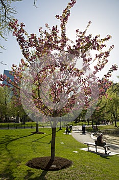 Boston Public Garden with first signs of spring