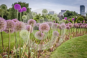 Boston Public garden photo