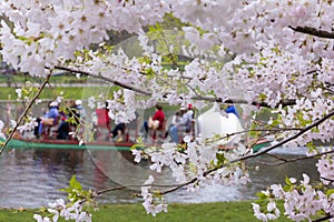 Boston Public Garden in the Spring