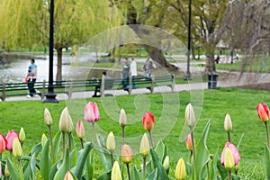 Boston Public Garden in the Spring