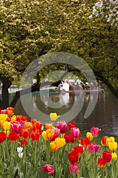 Boston Public Garden in the Spring