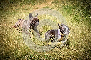 Boston terier and french bulldog are playing together